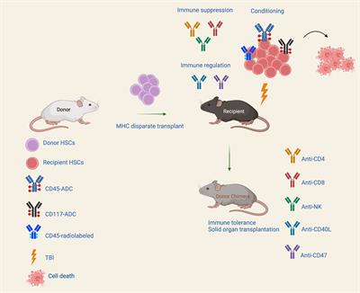 Antibody based conditioning for allogeneic hematopoietic stem cell transplantation